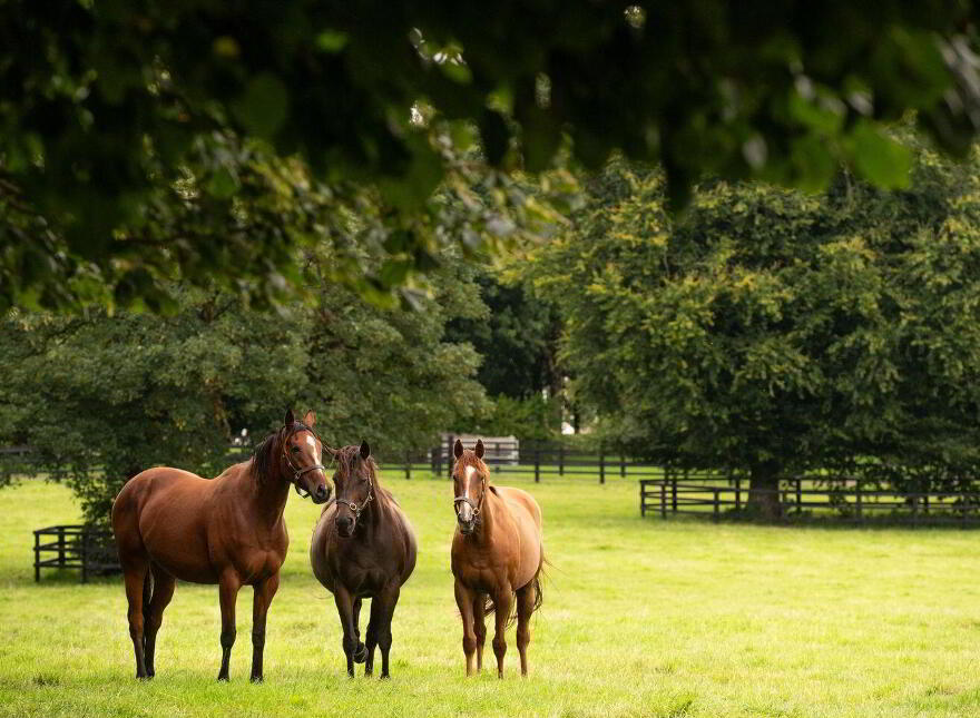 Triermore House, And Stud Farm, Fordstown, Fordstown, C15H5KH