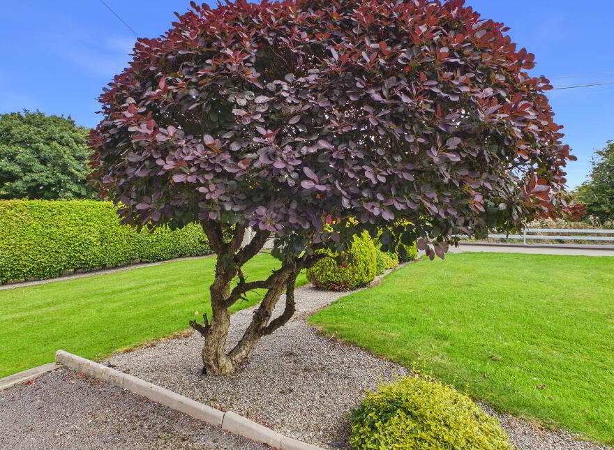 Moyleen, Loughrea, H62PY06