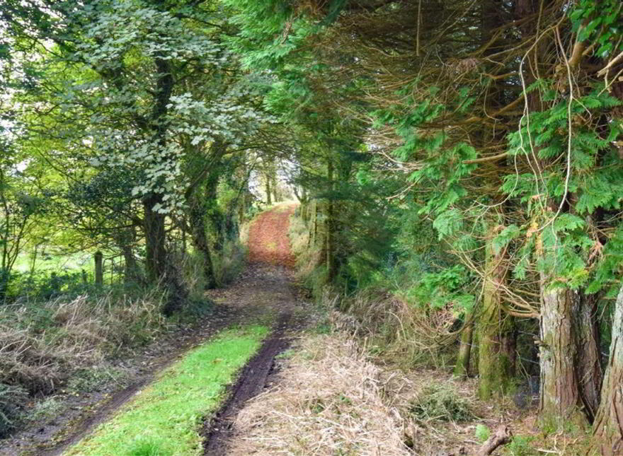 Tullinwillin, Killarga, F91H560