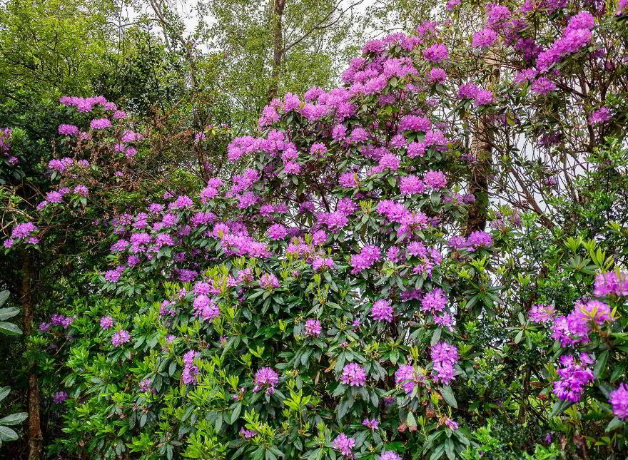 Oysterbed Road, Sneem, Tahilla, V93EV88