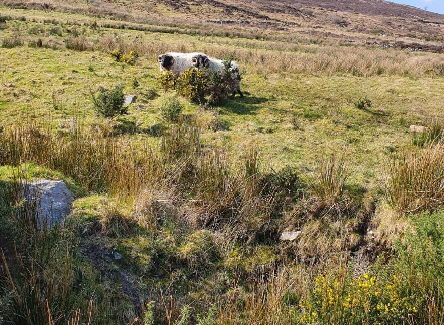 Carrowskeheen, Lahardane, Cuilkillew, F26H9K2