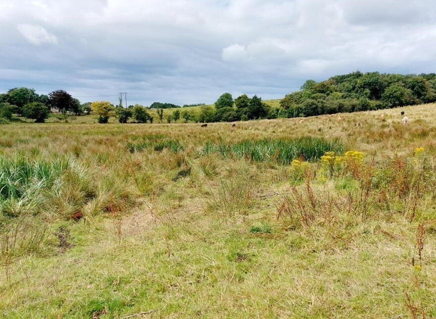 Castlecrine, Sixmilebridge photo
