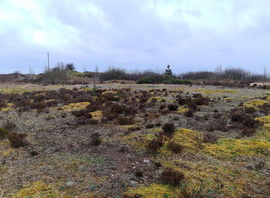 Shammer, Kilkelly