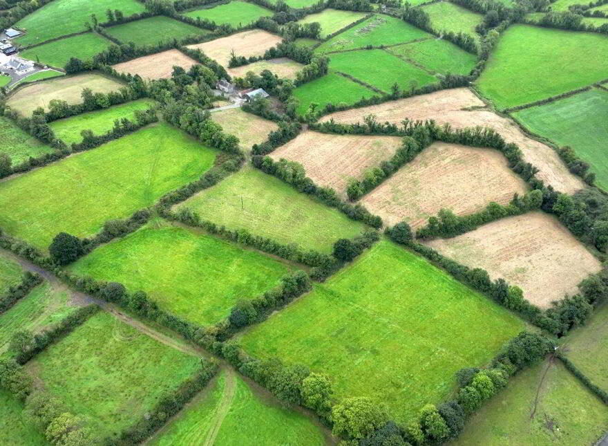 Dingins, Lough Gowna