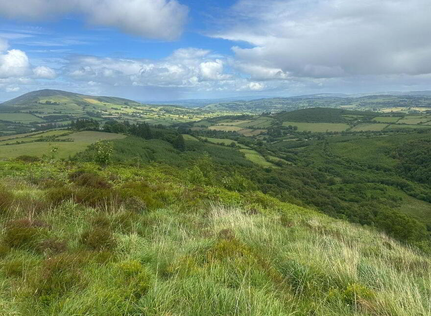 Gneeves, Millstreet, P51EP84
