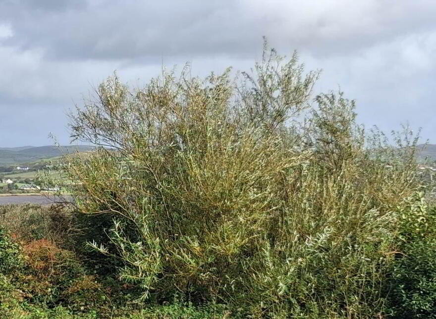 Rasheeny, Ballyliffin, F93W9Y0