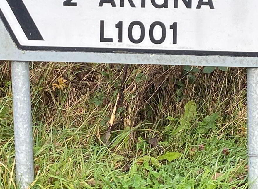 Corgorman, Arigna