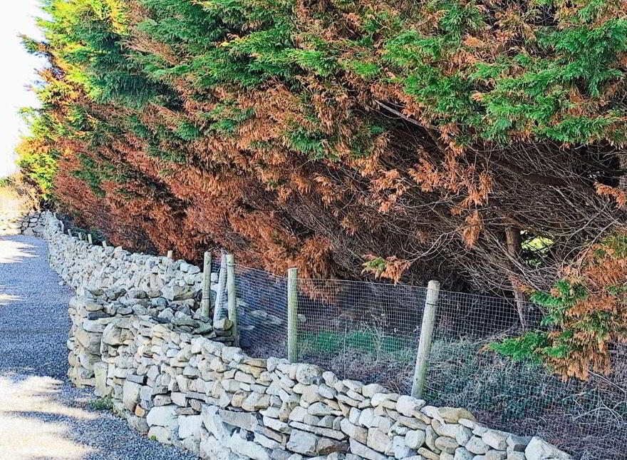 Donogrogue, Killimer, Kilrush, V15E822