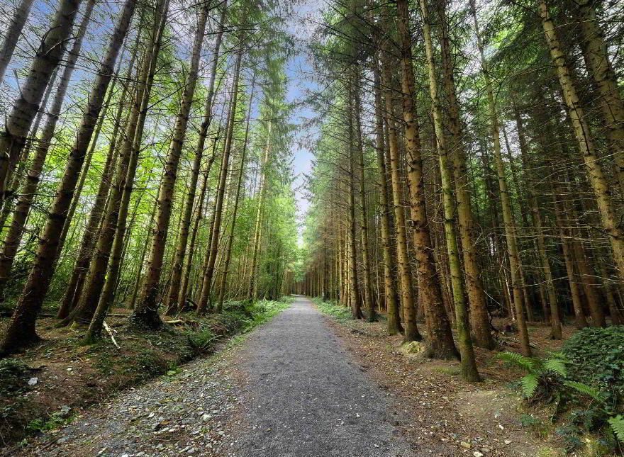 St Jude`s, Curragh Wood, Kilanerin, Gorey, Y25PY62
