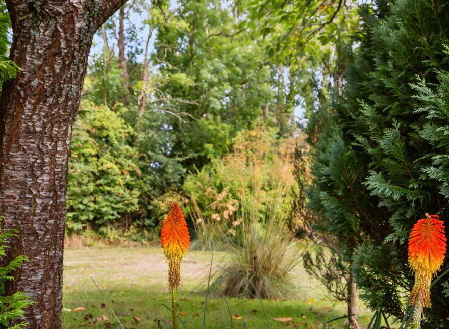 Forties, Ferns, The Harrow, Y21X971