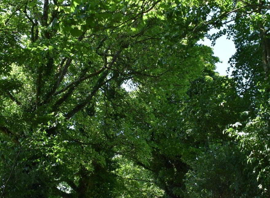 Kishikirk, Ballysimon