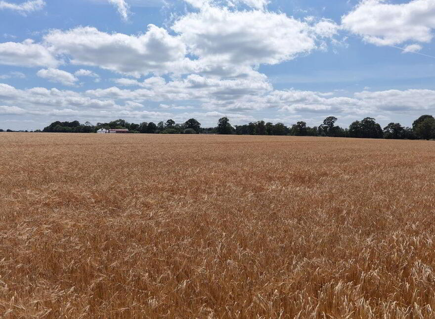 Yellow Orchard, Corballis, Garlow Cross, Navan, C15A2F3