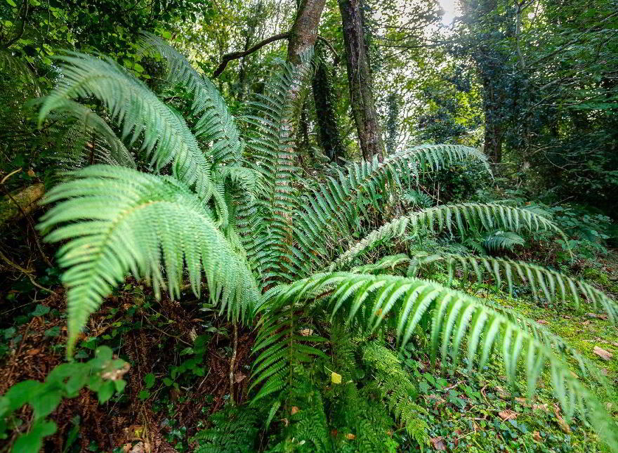 River Cottage, Feorus, Kenmare, V93EW92