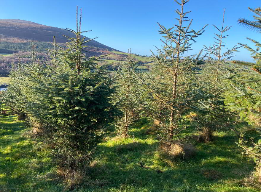 Knockroe, Borris