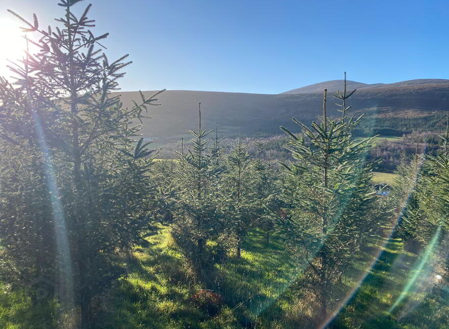 Knockroe, Borris