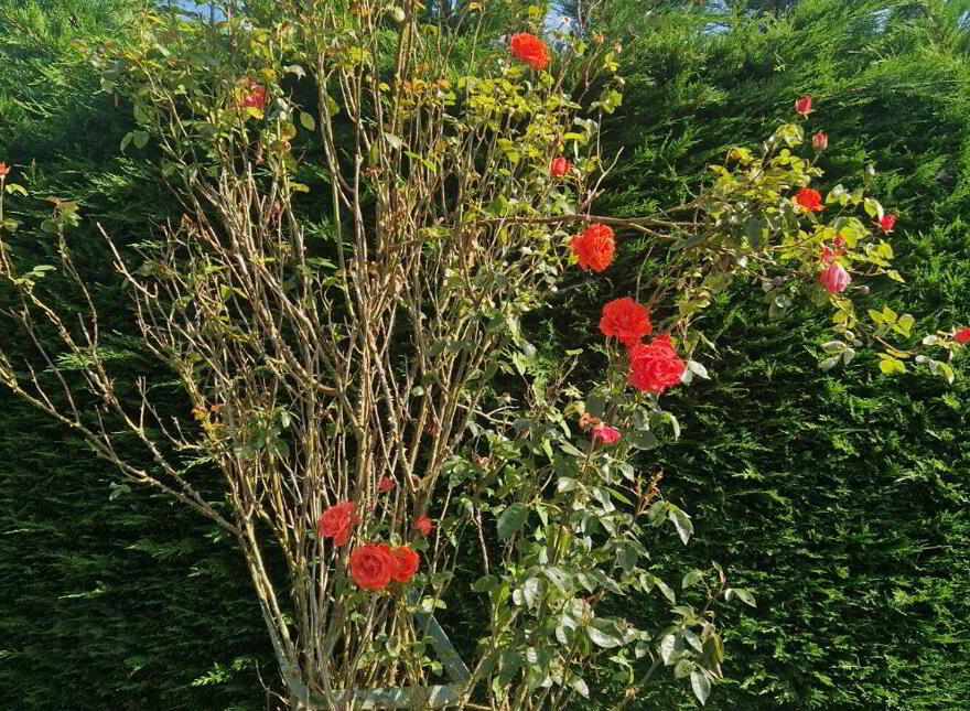Cloneycavan, Ballivor, C15TR63