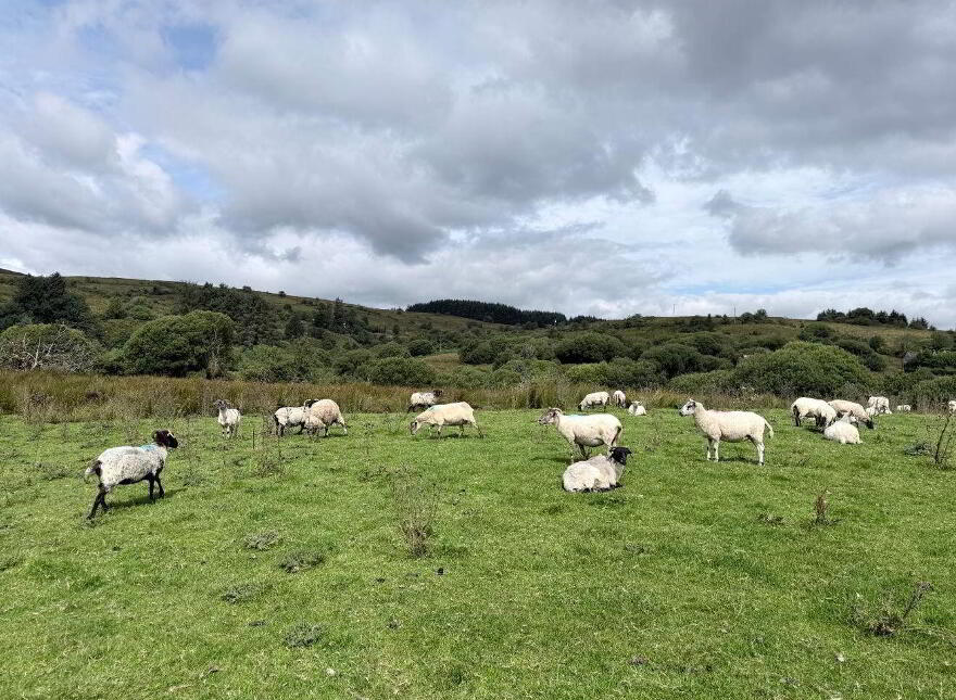 Lands, Co. Leitrim, 15197, Tawnylea, N41E894