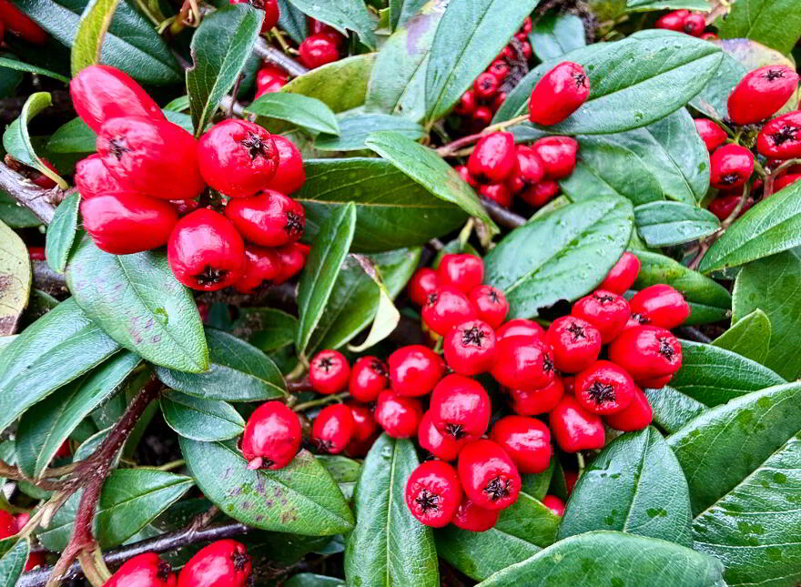 61 Mallory Park, Eglinton, Derry, BT47 3XJ