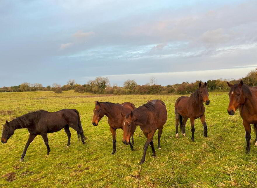 55 Acres, Arden Road, Tullamore