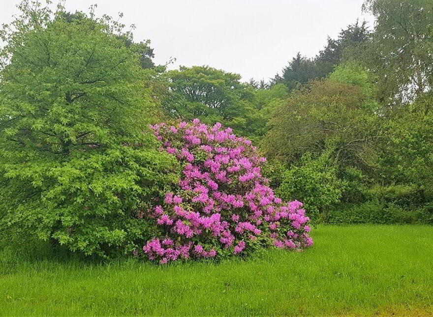 Knockendarragh, Donard