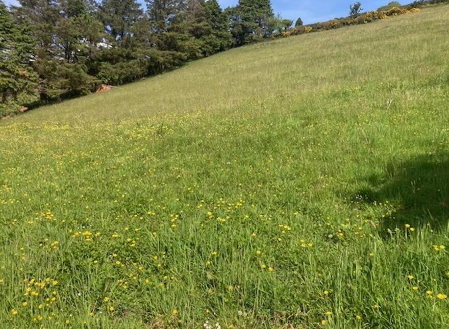 Tylagh Kielduff, Tralee
