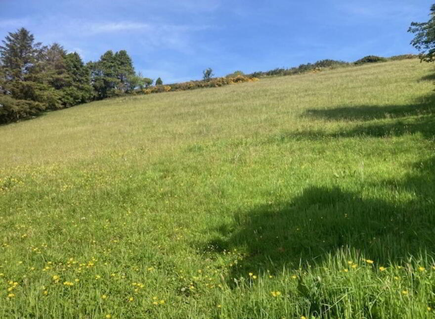 Tylagh Kielduff, Tralee