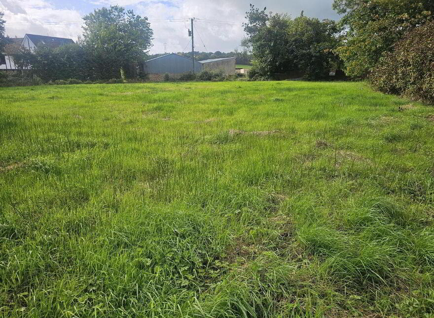 Islandbrack, Boherbue photo