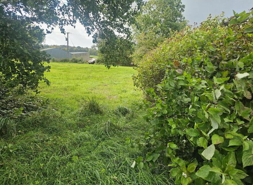 Islandbrack, Boherbue