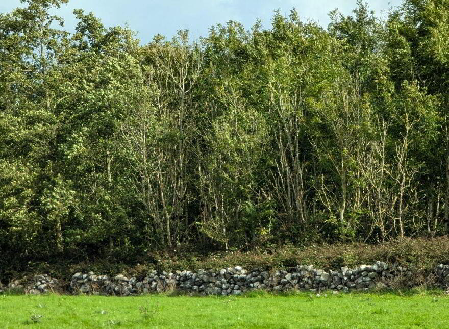 Cahernagry East, The Neale, Ballinrobe
