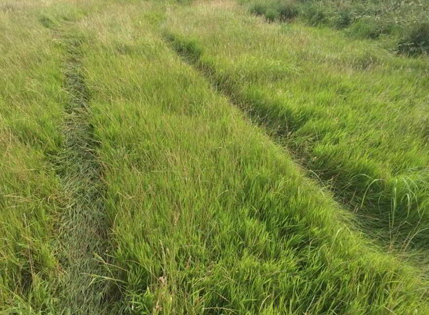 Ballycosney, Tullamore