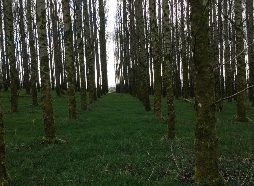 Woodbridge Hill, Derry, BT47 2EE