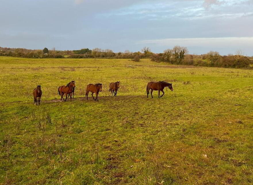 Arden Road, Tullamore, Offaly
