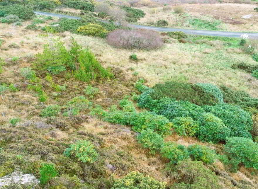 Site