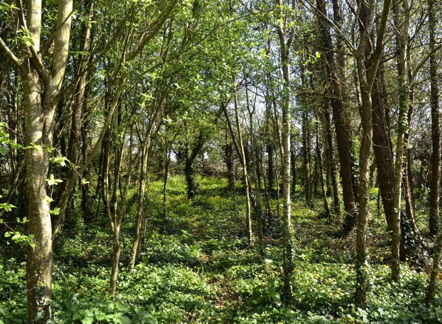 Carrigahilla House, Stradbally, X42A662
