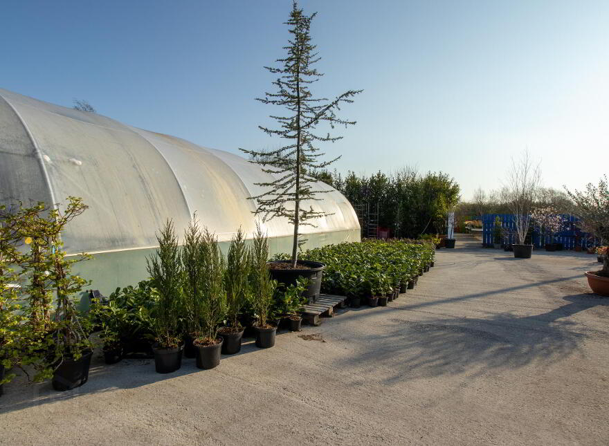 Woodford Garden Centre, Woodford