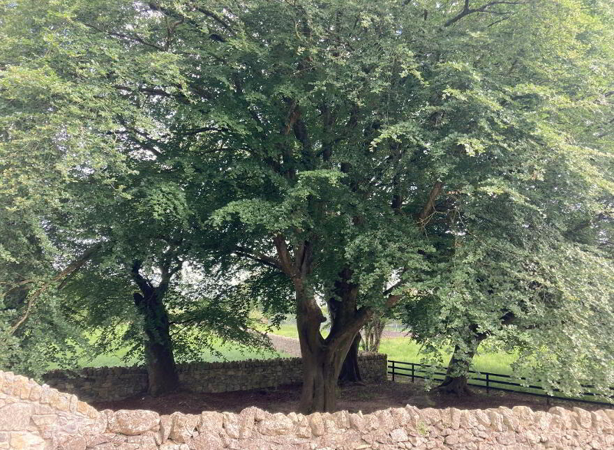 The Glebe, Nantenan, Askeaton