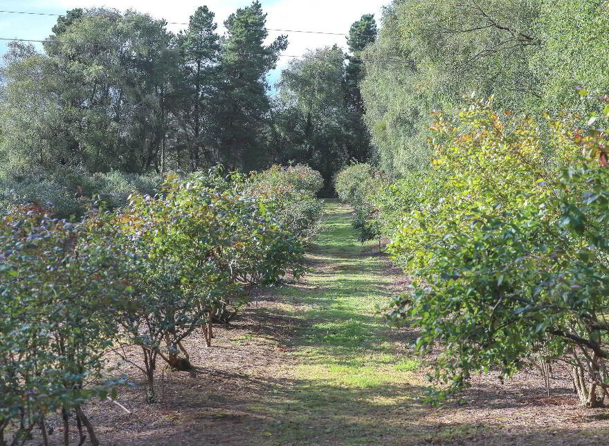 Blueberry Farm, Co. Offaly, AT photo