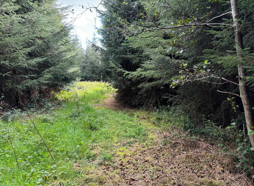 Kilmore, Foxford