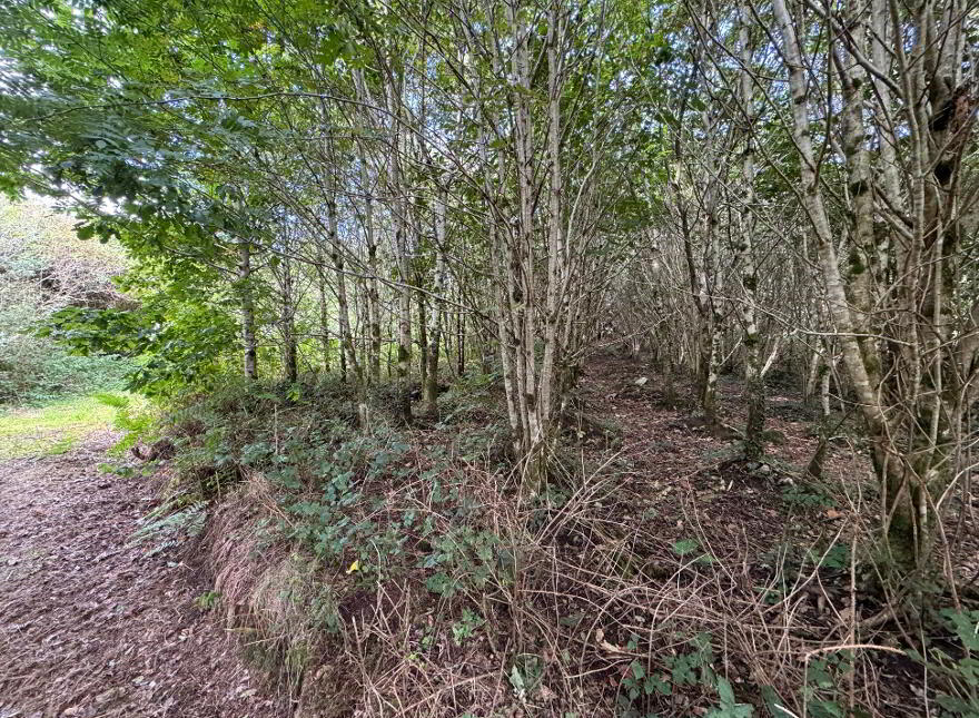 Kilmore, Foxford