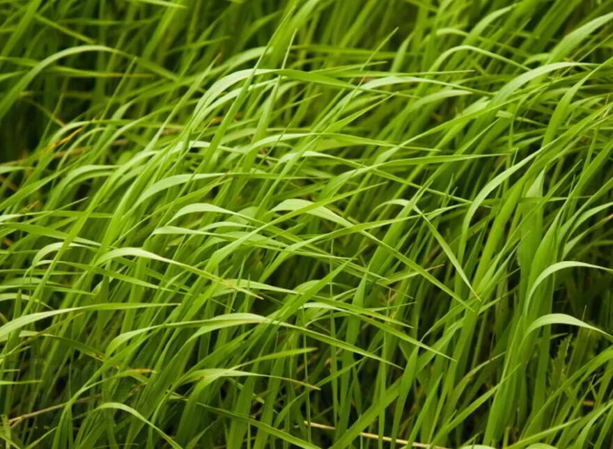 Agricultural Land @ Beauparc, Navan photo