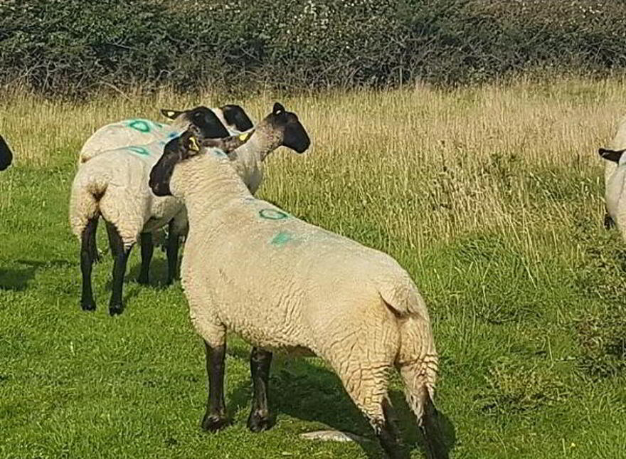 Lands, To Lease Gortinar Mullies, Manorhamilton photo