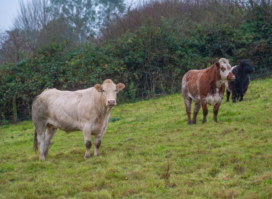 187 Carrickmannon Road, Raffery, Crossgar, BT30 9NN