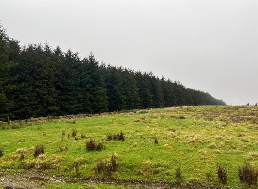 Mature & Immature Sitka Spruce Forest, Mullaghsandall Road, Larne, BT40 2LX