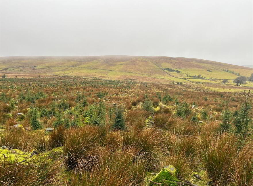 Mature & Immature Sitka Spruce Forest, Mullaghsandall Road, Larne, BT40 2LX photo