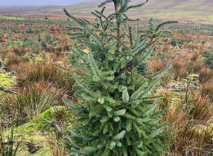 Mature & Immature Sitka Spruce Forest, Mullaghsandall Road, Larne, BT40 2LX