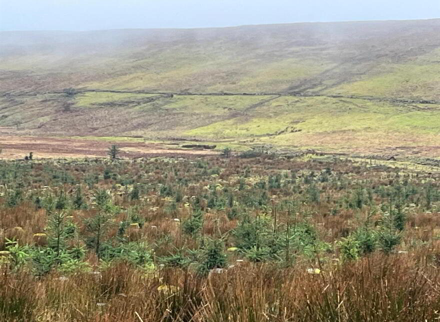 Mature & Immature Sitka Spruce Forest, Mullaghsandall Road, Larne, BT40 2LX