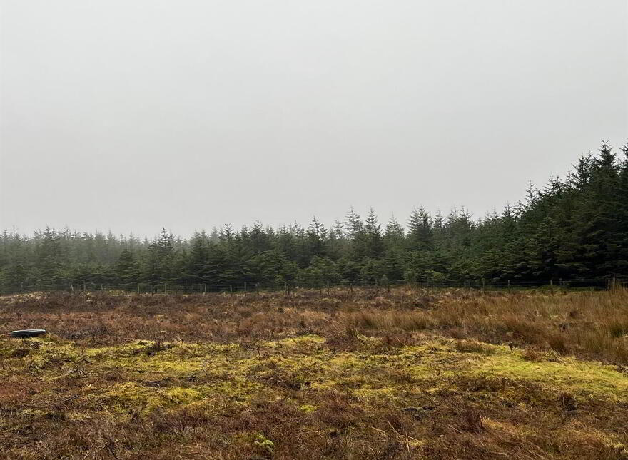 Mature & Immature Sitka Spruce Forest, Mullaghsandall Road, Larne, BT40 2LX