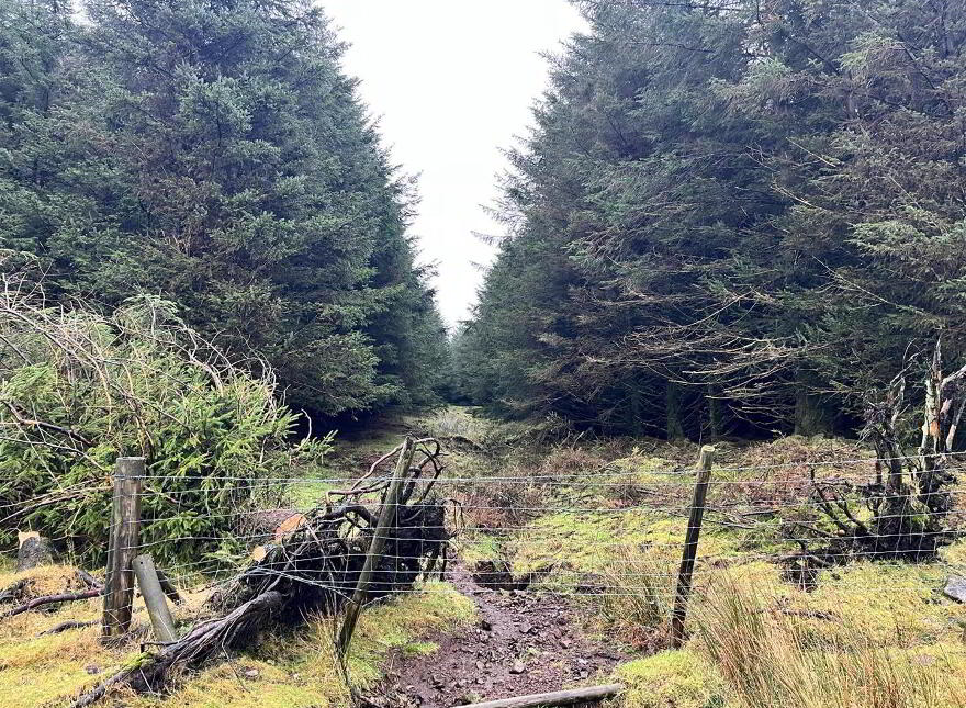 Mature & Immature Sitka Spruce Forest, Mullaghsandall Road, Larne, BT40 2LX