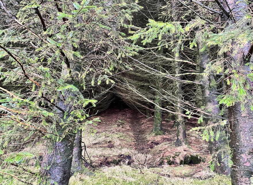 Mature & Immature Sitka Spruce Forest, Mullaghsandall Road, Larne, BT40 2LX