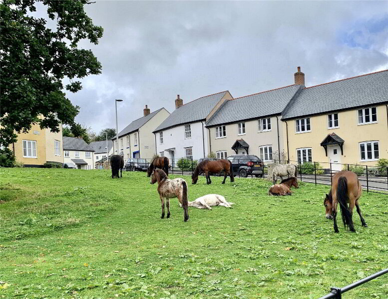Local Neighbours